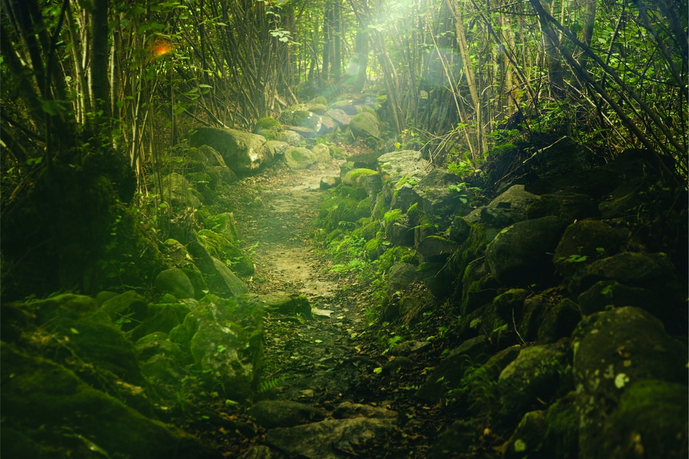 Down The Rabbit Hole