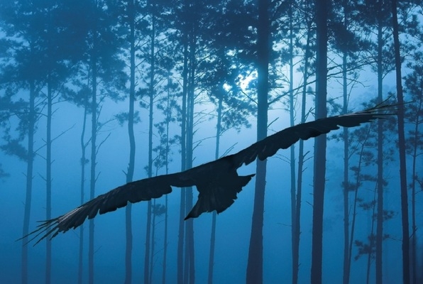 What Happened in Raven Woods?