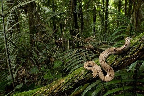 The Jungle