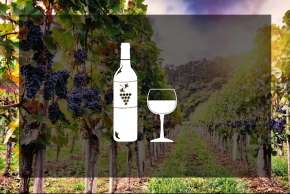 Shady Hills Vineyard