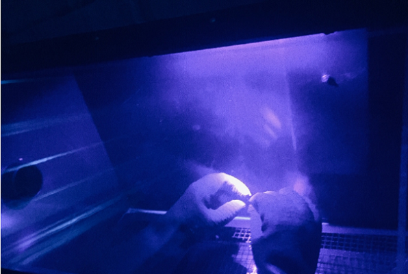 Project X