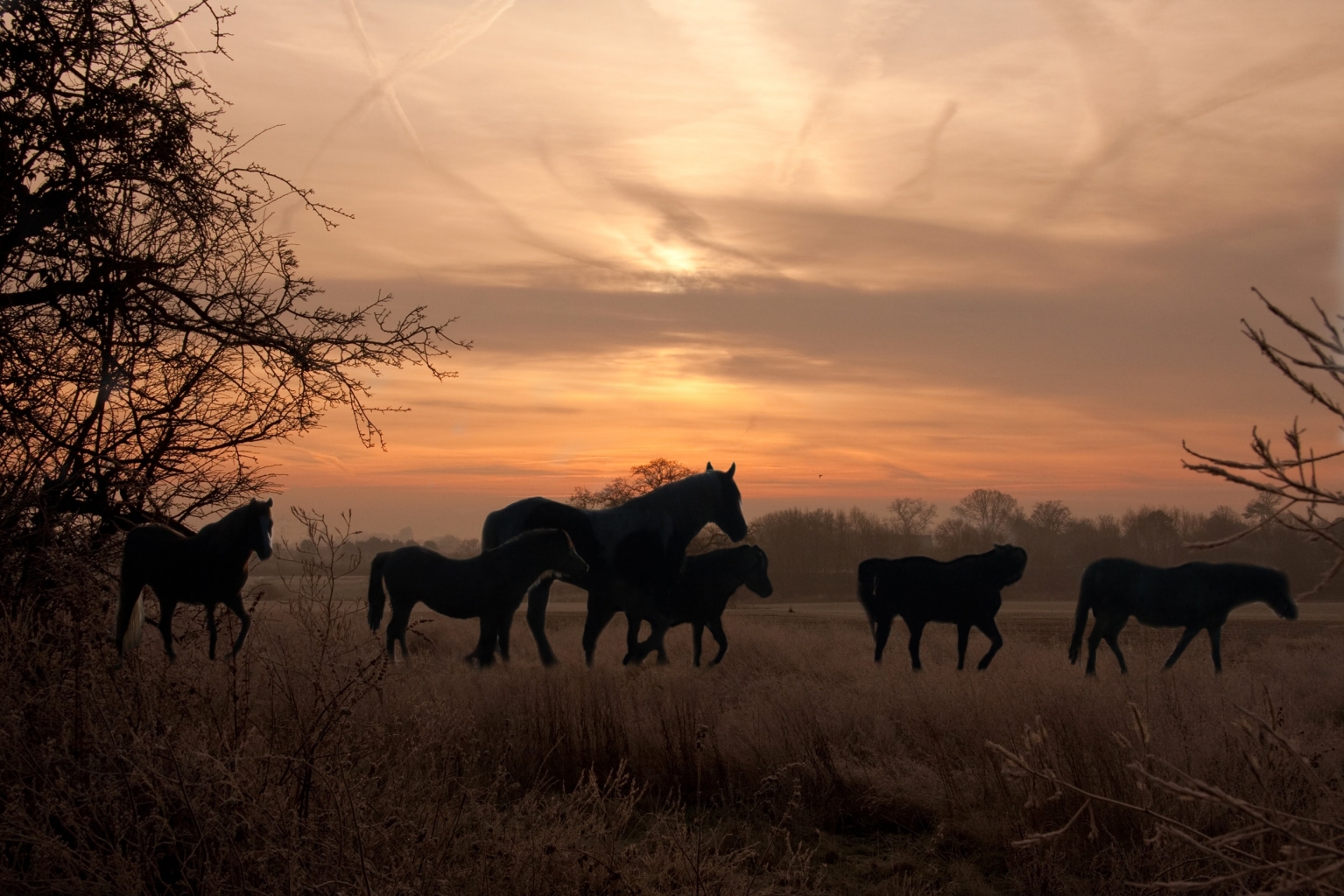 Mystery of the Missing Mare