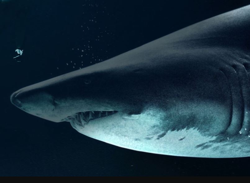 Great White