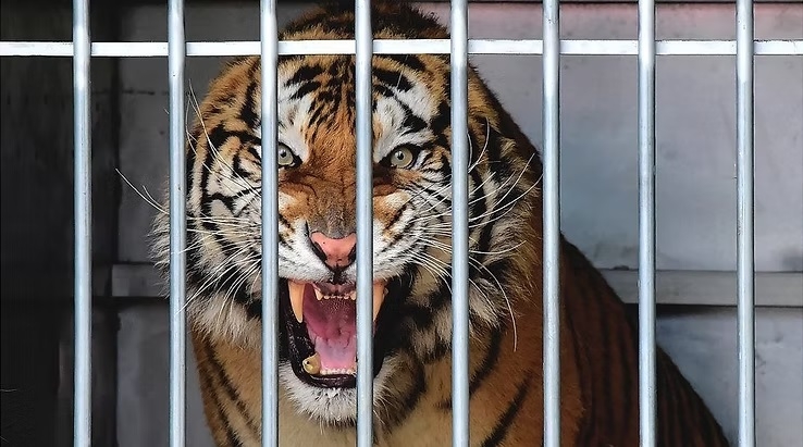 Tiger Cage Escape